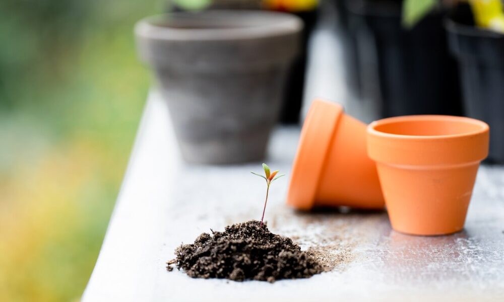 Como Diseñar un Jardín de ensueño