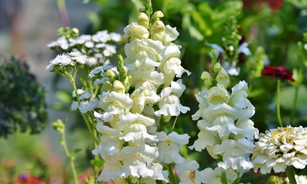 El Snapdragon perfecto para los jardines de corte