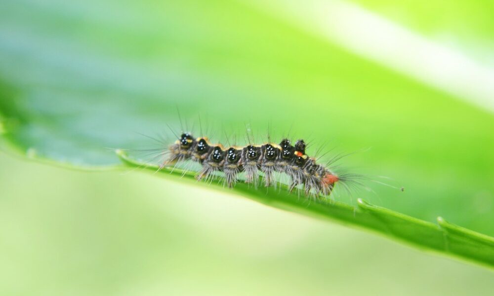 Uso seguro de pesticidas